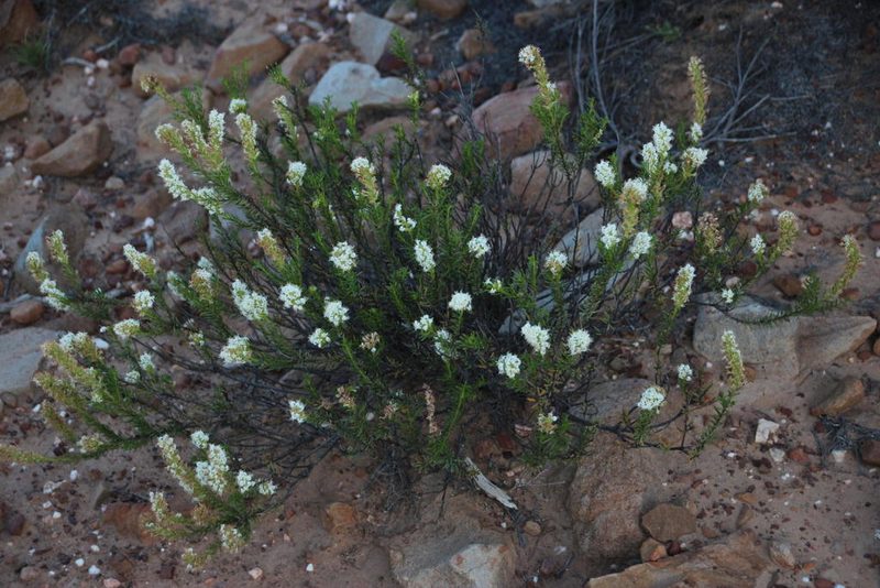Selago eckloniana, photographed by Tony Rebelo