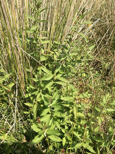 Lycopus amplectens, photographed by Chase Mathey