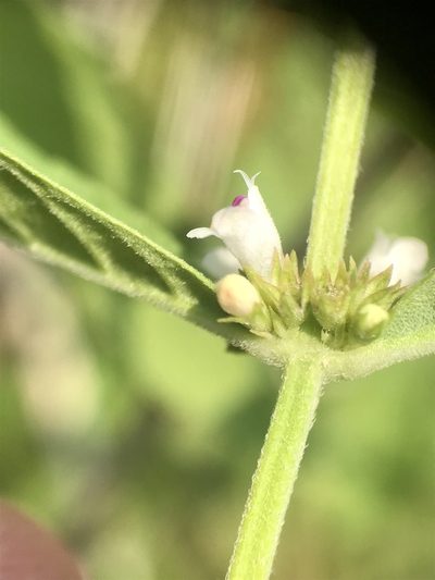 Lycopus amplectens, photographed by Chase Mathey