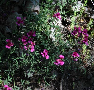 Indigofera complicata, photographed by Tony Rebelo