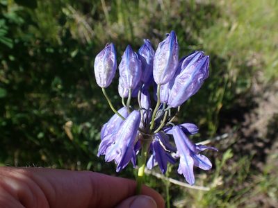 Triteleia grandiflora, photographed by Ellyne Geurts
