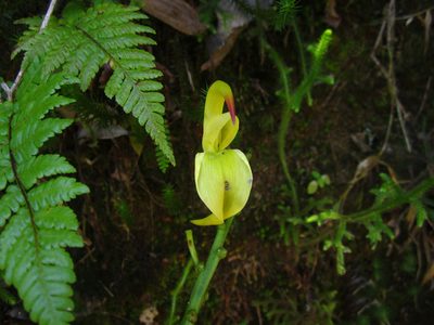 Strongylodon craveniae, photographed by Romer N. Rabarijaona