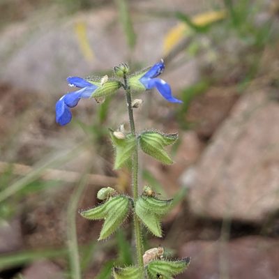 Salvia subincisa, photographed by Dominic Gentilcore