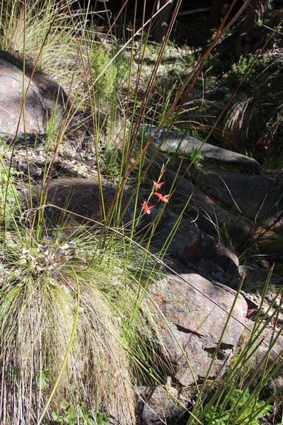 Gladiolus quadrangularis, photographed by Tony Rebelo
