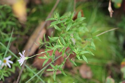 Oclemena nemoralis, photographed by Quinten Wiegersma