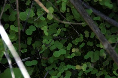 Oxalis dregei, photographed by Tony Rebelo