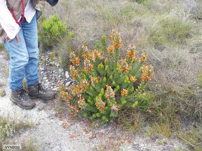 Mimetes capitulatus, photographed by Chris Vynbos