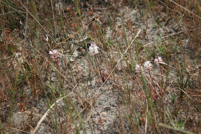 Lachenalia contaminata, photographed by Jacques van der Merwe