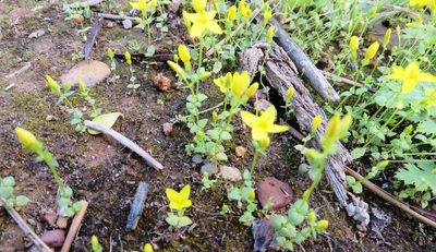 Sebaea aurea, photographed by linkie
