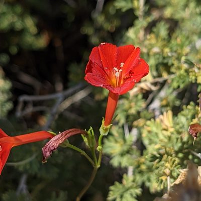 Ipomoea cristulata, photographed by Dominic Gentilcore