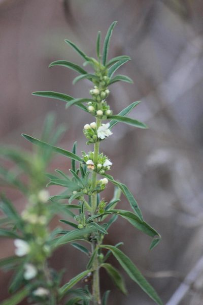 Leucas capensis, photographed by Ryan van Huyssteen