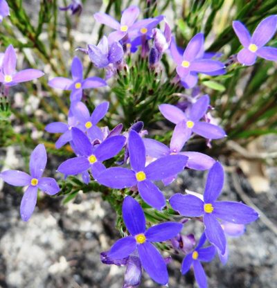 Gnidia penicillata, photographed by linkie