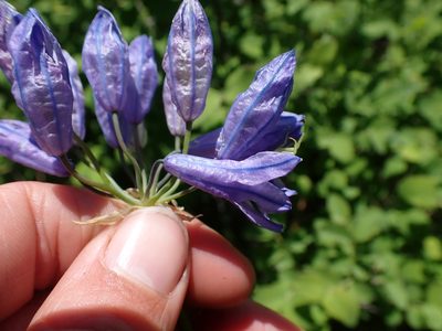 Triteleia grandiflora, photographed by Ellyne Geurts