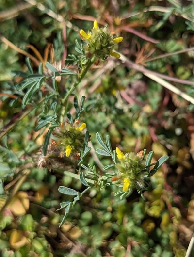 Dalea brachystachya, photographed by Dominic Gentilcore