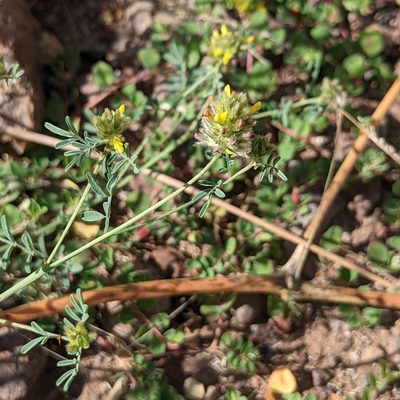 Dalea brachystachya, photographed by Dominic Gentilcore
