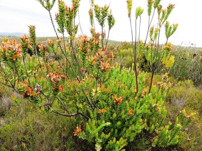 Mimetes capitulatus, photographed by linkie