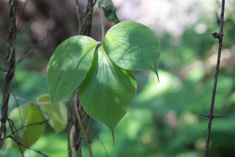 Dioscorea dregeana, photographed by Ryan van Huyssteen