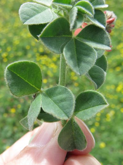 Indigofera tomentosa, photographed by Peter Warren