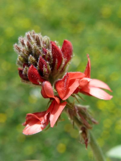 Indigofera tomentosa, photographed by Peter Warren