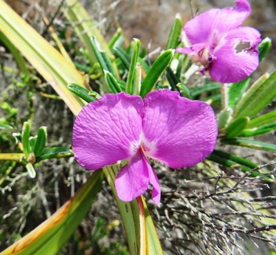 Podalyria oleifolia, photographed by linkie