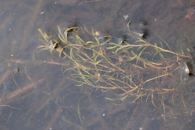 Potamogeton spirillus, photographed by Quinten Wiegersma