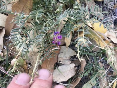 Astragalus thurberi, photographed by CK2AZ