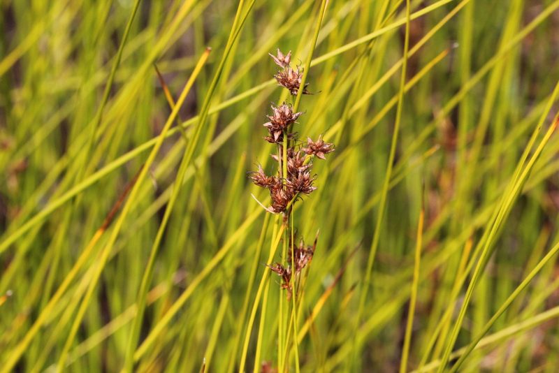 Cladium mariscoides, photographed by Quinten Wiegersma