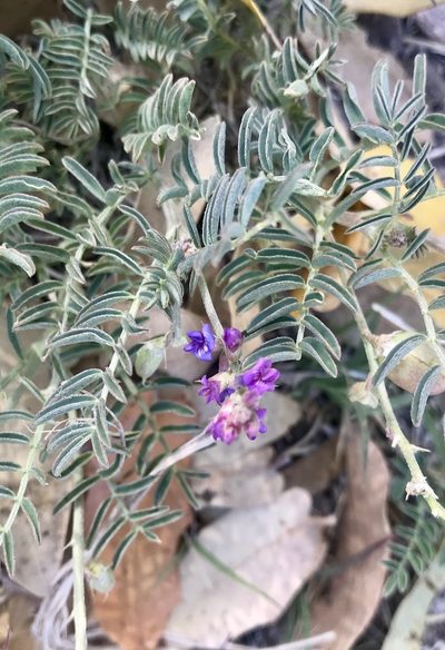 Astragalus thurberi, photographed by CK2AZ