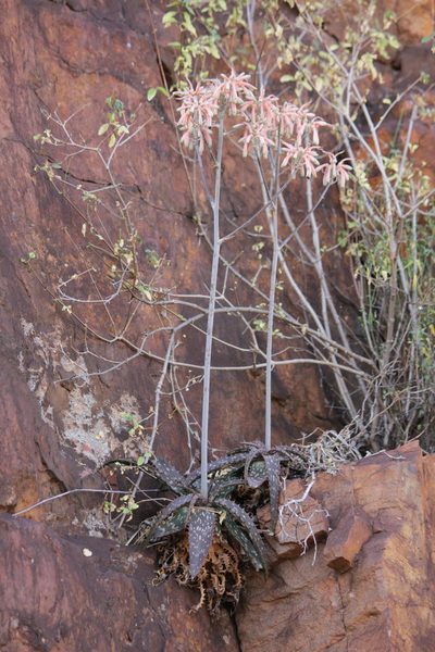 Aloe greatheadii, photographed by Ryan van Huyssteen
