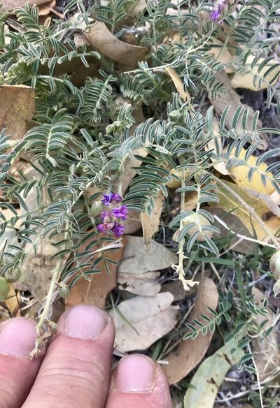 Astragalus thurberi, photographed by CK2AZ
