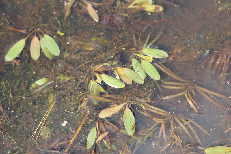 Potamogeton epihydrus, photographed by Quinten Wiegersma