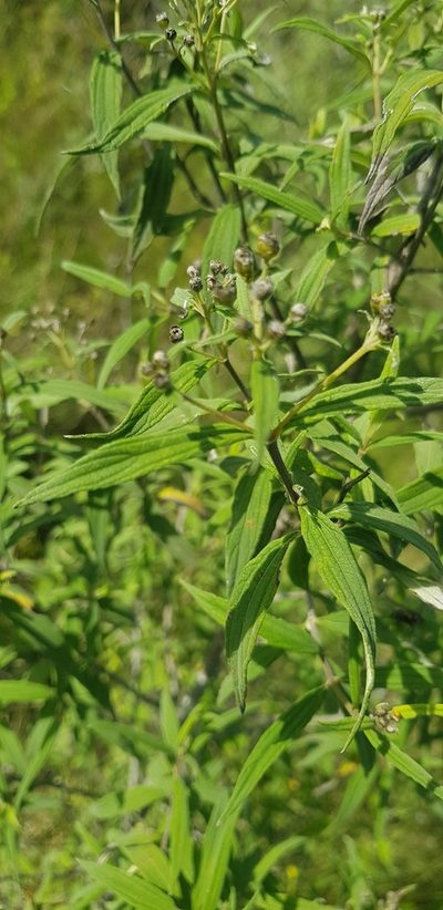 Perymenium discolor, photographed by Eugenio Padilla