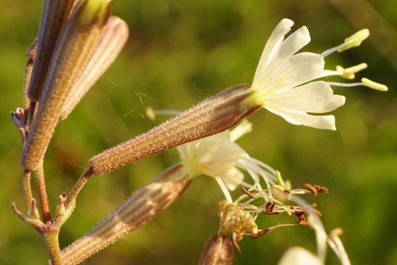 Silene multiflora, photographed by Patrick Hacker