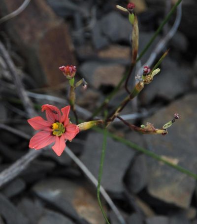 Moraea fenestrata, photographed by Tony Rebelo