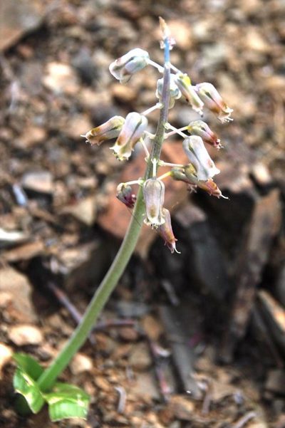 Lachenalia bolusii, photographed by Tony Rebelo