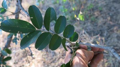 Xanthocercis zambesiaca, photographed by Ryan van Huyssteen