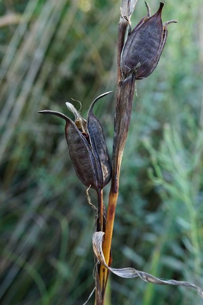 Iris spuria, photographed by Patrick Hacker