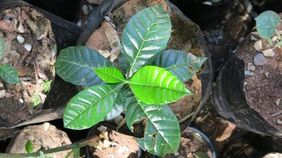 Entandrophragma caudatum, photographed by Ryan van Huyssteen
