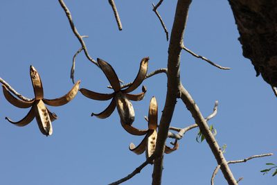 Entandrophragma caudatum, photographed by Ryan van Huyssteen