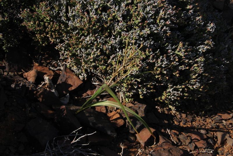 Moraea fenestrata, photographed by Tony Rebelo