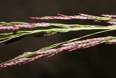 Eragrostis pilosa, photographed by Patrick Hacker