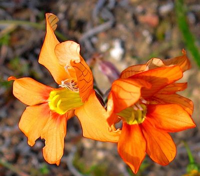 Tritonia securigera, photographed by Di Turner