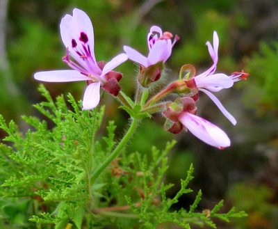 Pelargonium denticulatum, photographed by Di Turner