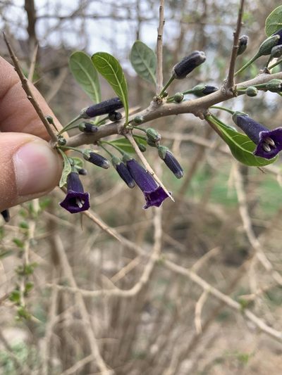 Dunalia spinosa, photographed by Line Juul Nielsen
