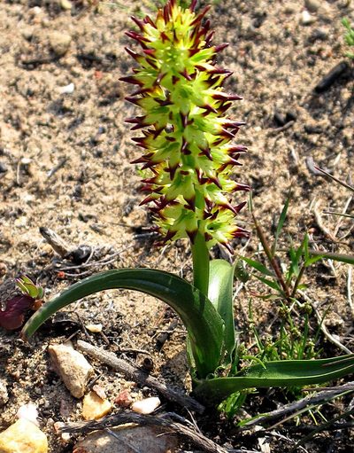 Wurmbea spicata, photographed by Di Turner