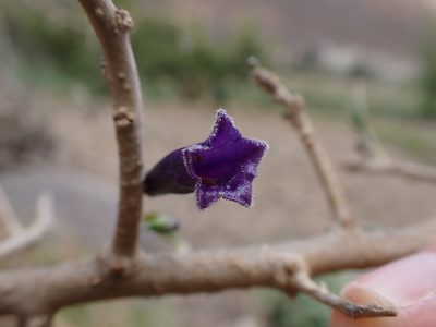 Dunalia spinosa, photographed by Skjold Søndergaard