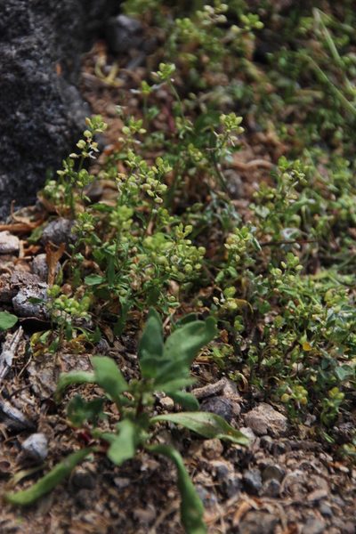 Lepidium desertorum, photographed by Tony Rebelo