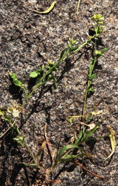 Lepidium desertorum, photographed by Tony Rebelo
