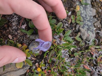 Campanula lasiocarpa