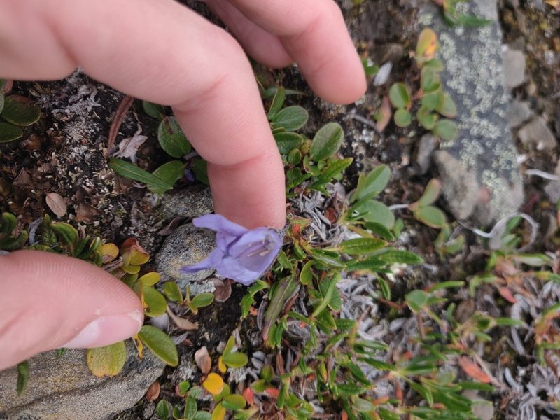 Campanula lasiocarpa, photographed by Julia Carr
